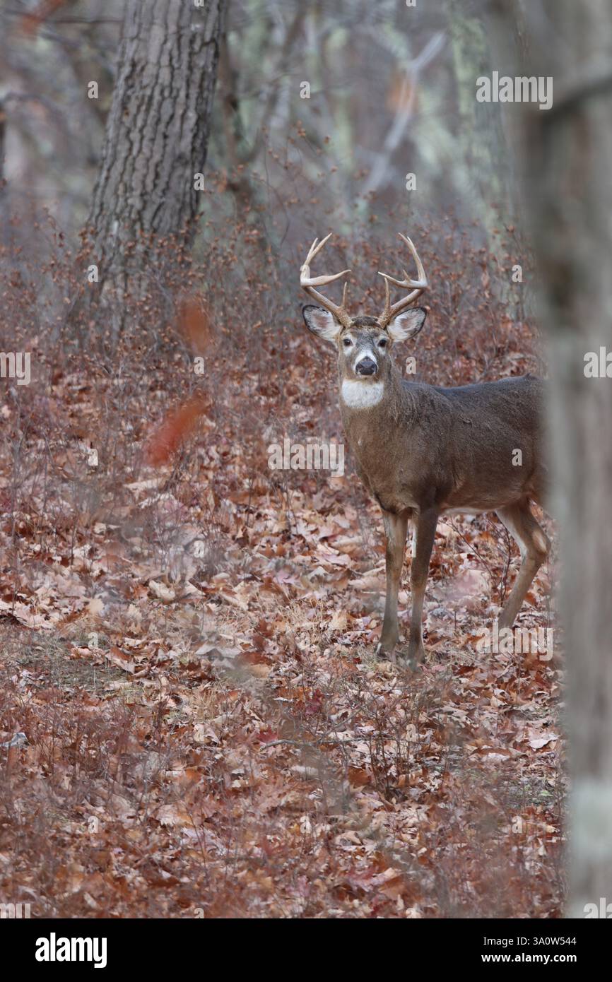 Un buck à queue blanche regardant derrière un arbre dans les bois Banque D'Images