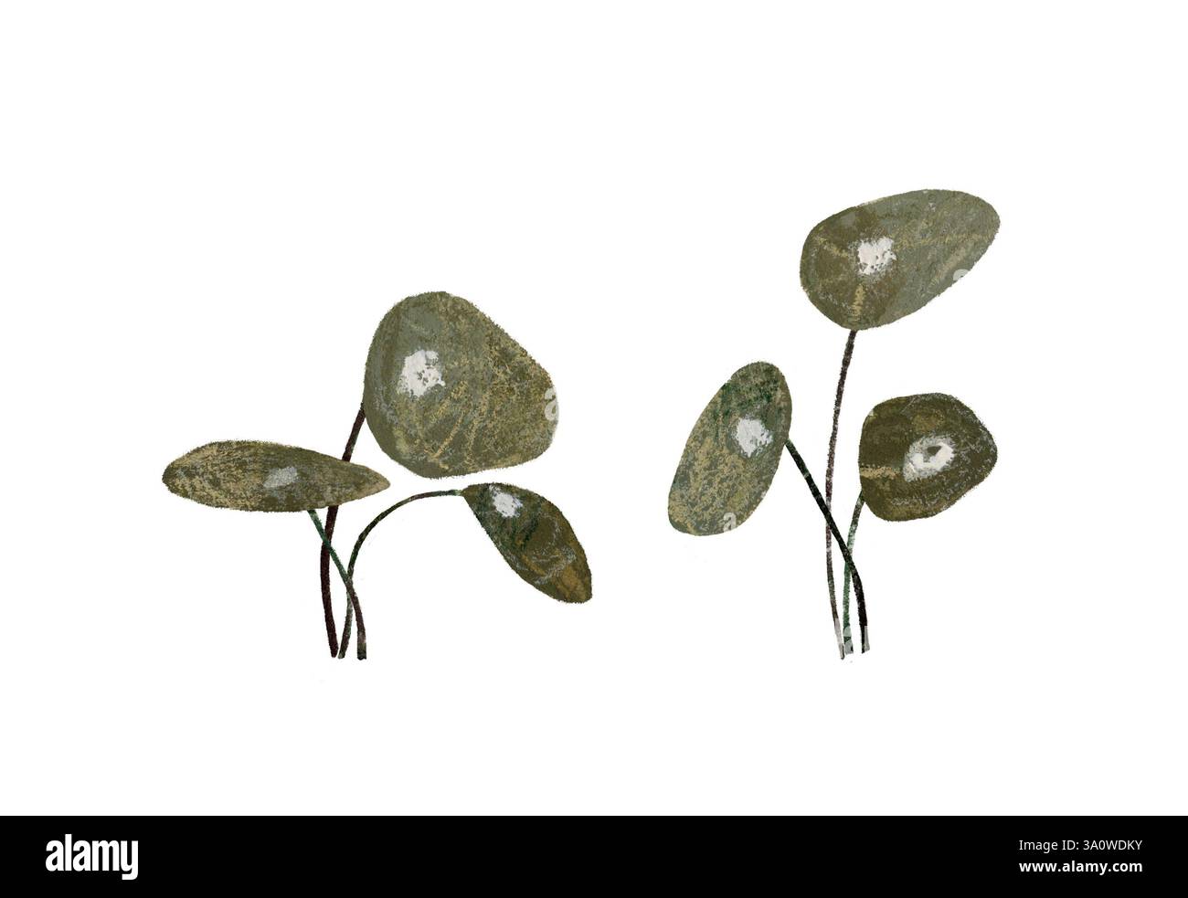 Aquarelle illustration dessinée à la main de plantes d'argent chinoises feuilles des ensembles isolés sur fond blanc. Couleurs vertes terreuses Banque D'Images