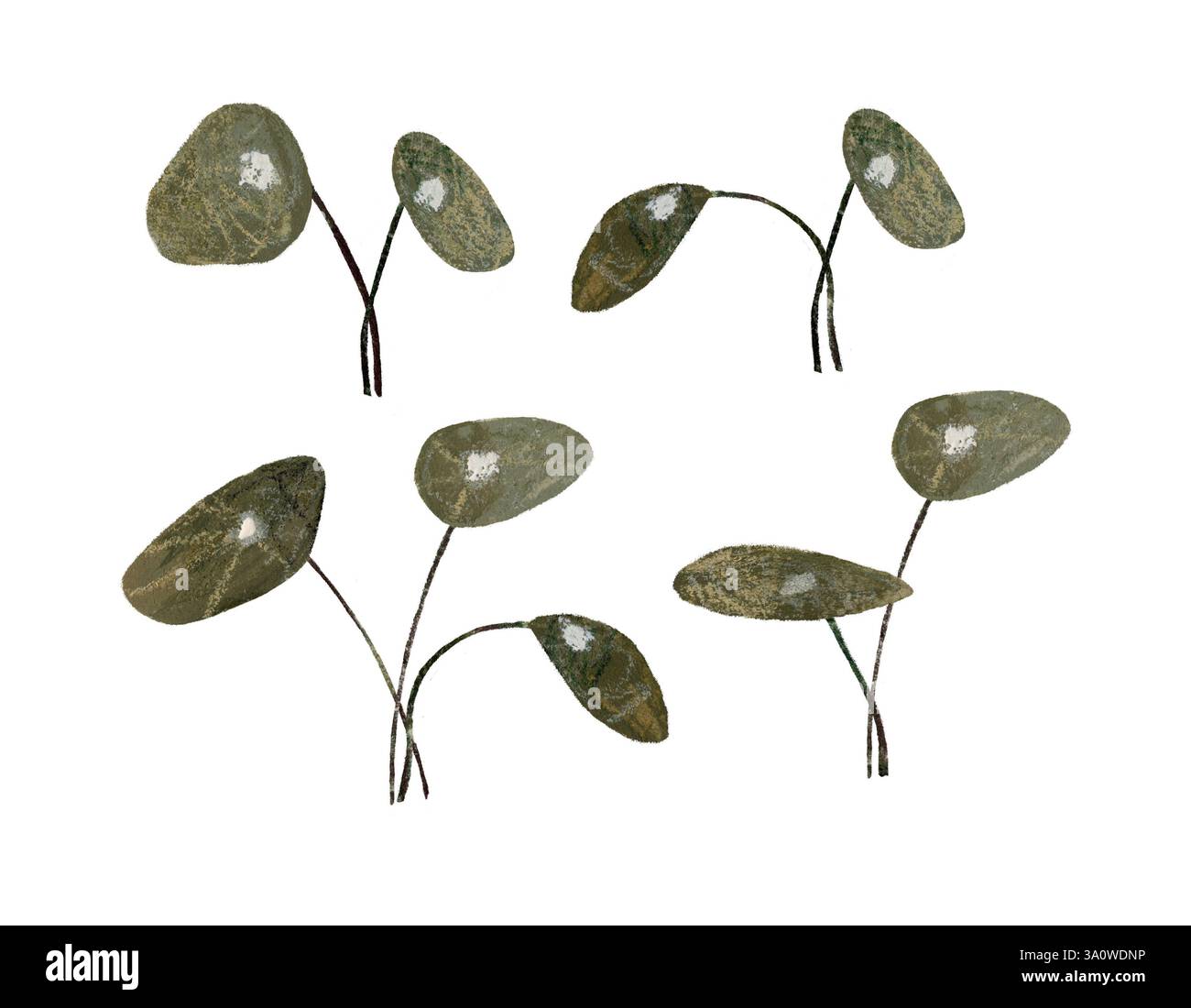 Aquarelle illustration dessinée à la main de plantes d'argent chinoises feuilles des ensembles isolés sur fond blanc. Couleurs vertes terreuses Banque D'Images