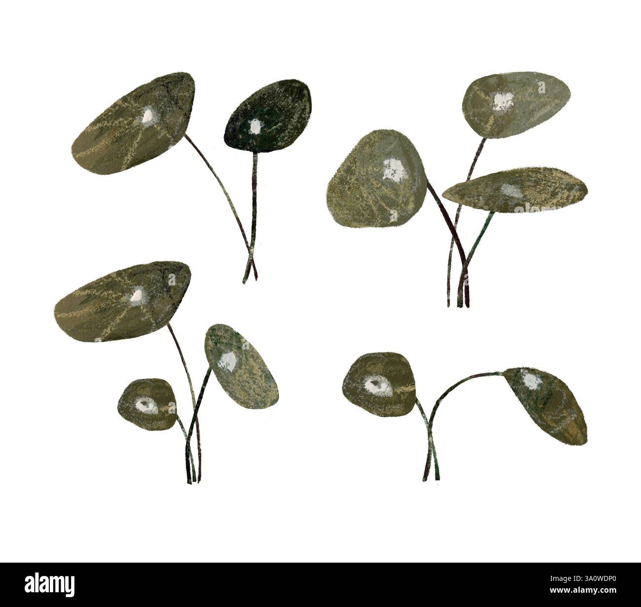 Aquarelle illustration dessinée à la main de plantes d'argent chinoises feuilles des ensembles isolés sur fond blanc. Couleurs vertes terreuses Banque D'Images