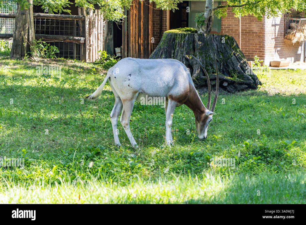 Oryx à cornes de scimitar (Oryx dammah) avec mur de briques sur le fond. Au zoo de Zagreb, Croatie Banque D'Images