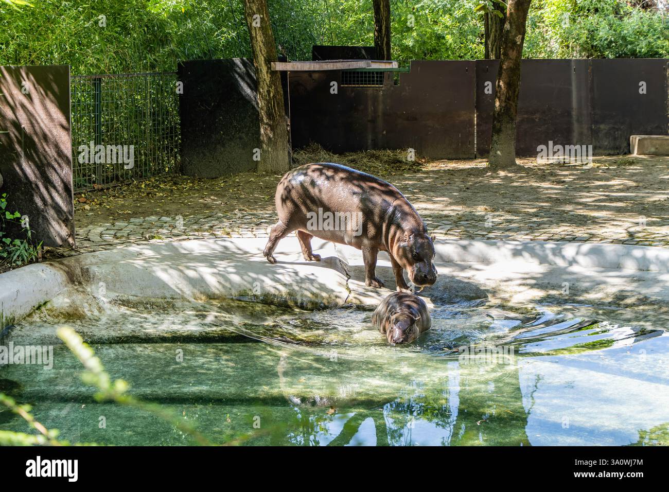 Zagreb, Croatie. Un hippopotame pygmée boit dans un étang de son enclos au ZOO de Zagreb, entouré d'un habitat naturel Banque D'Images