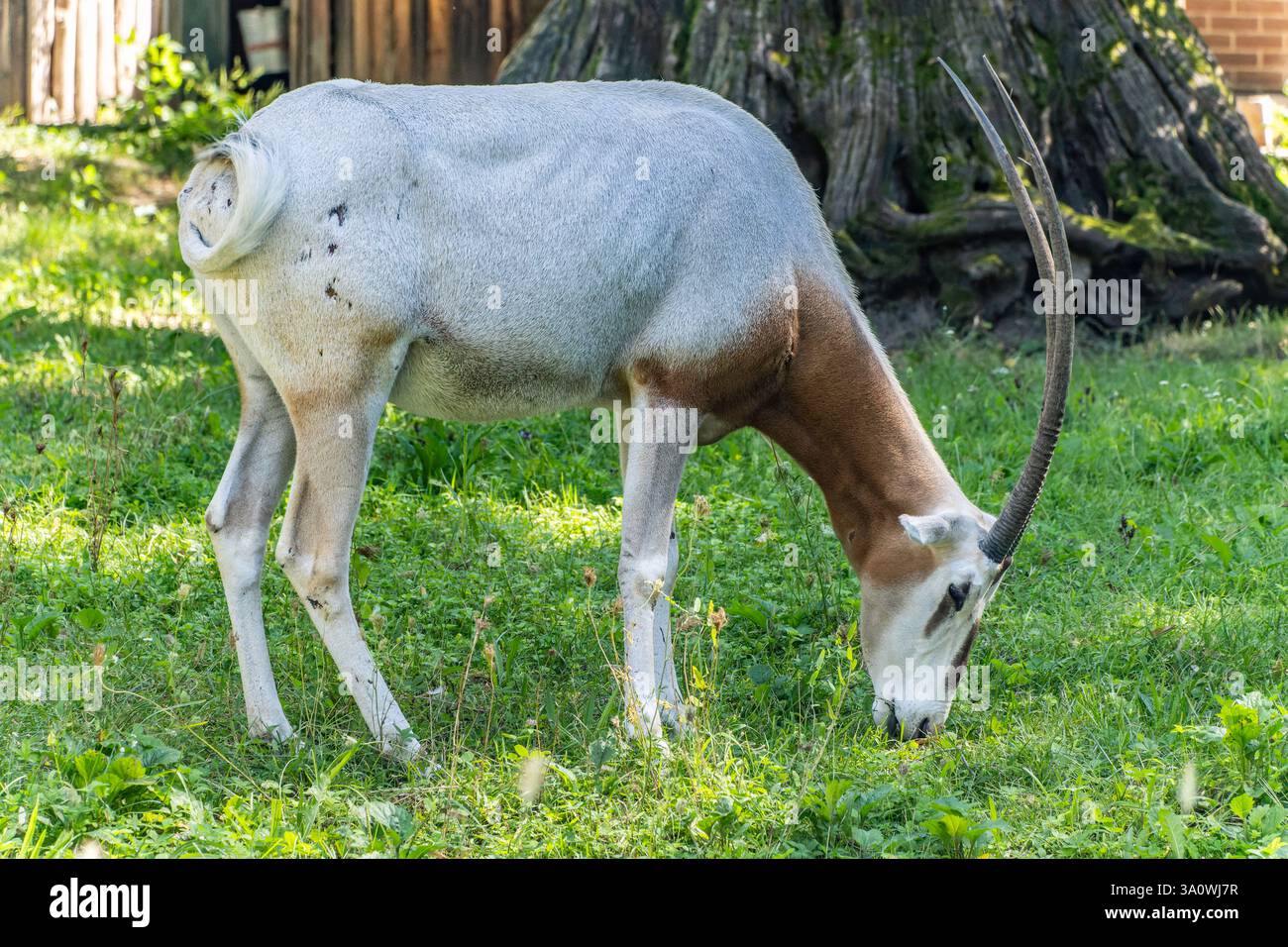 Oryx à cornes de scimitar (Oryx dammah) avec mur de briques sur le fond. Au zoo de Zagreb, Croatie Banque D'Images