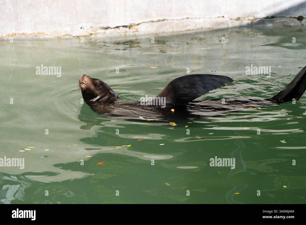 Zagreb, Croatie. Un lion de mer prend la pose dans son enclos au ZOO de Zagreb, mettant en valeur sa fourrure élégante et humide Banque D'Images