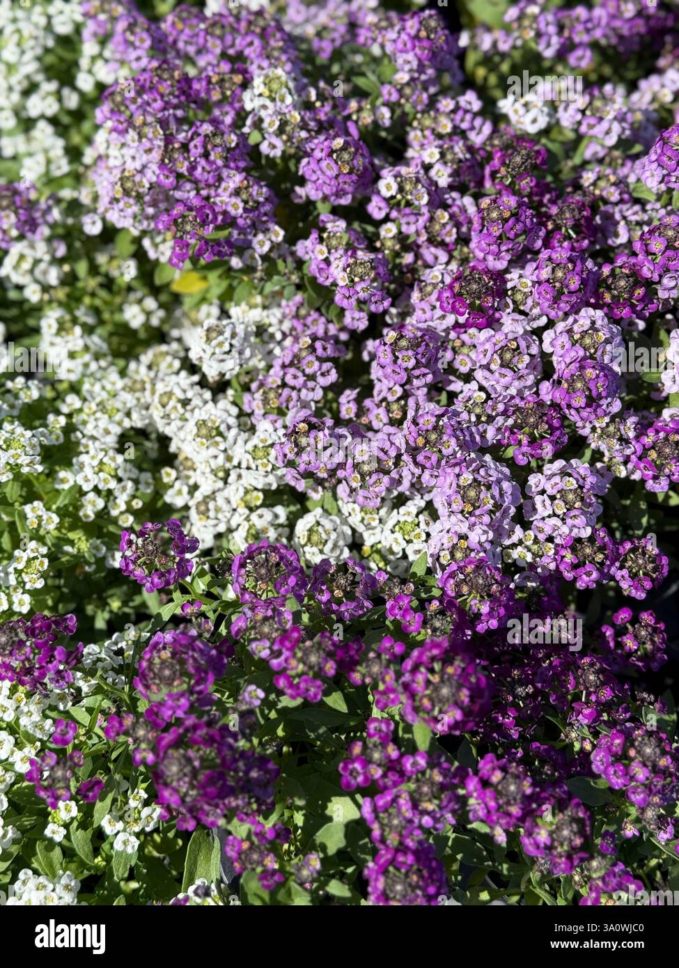 Alyssum doux violet et blanc fleurissant dans un jardin Banque D'Images