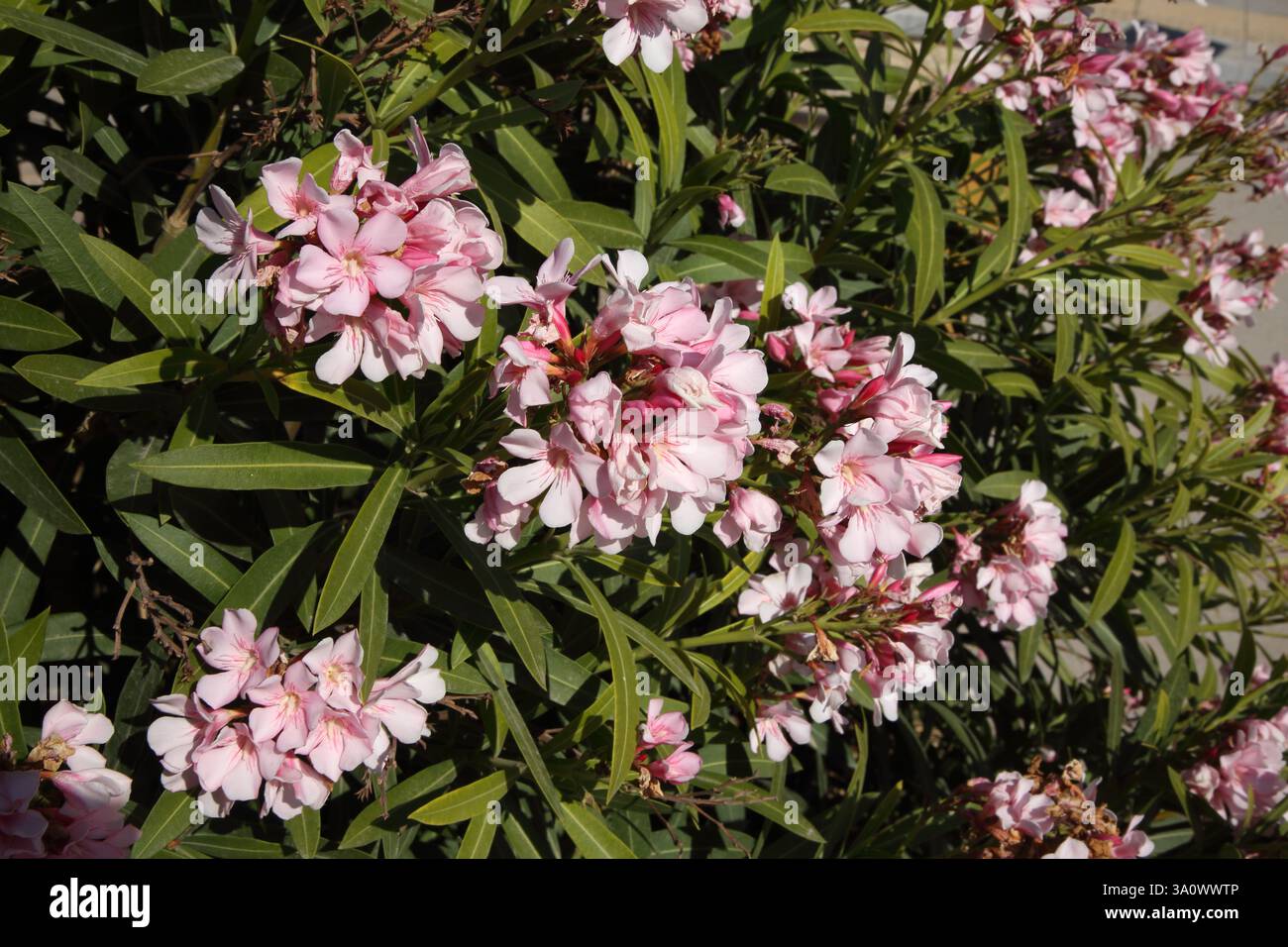 Gros plan de fleurs roses de Nerium Oleander Athènes Grèce Banque D'Images
