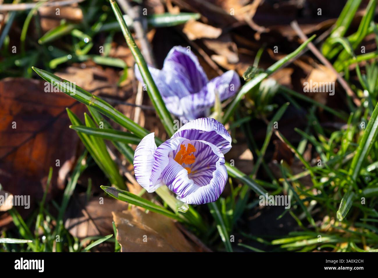 Crocus violets et blancs rayés Banque D'Images