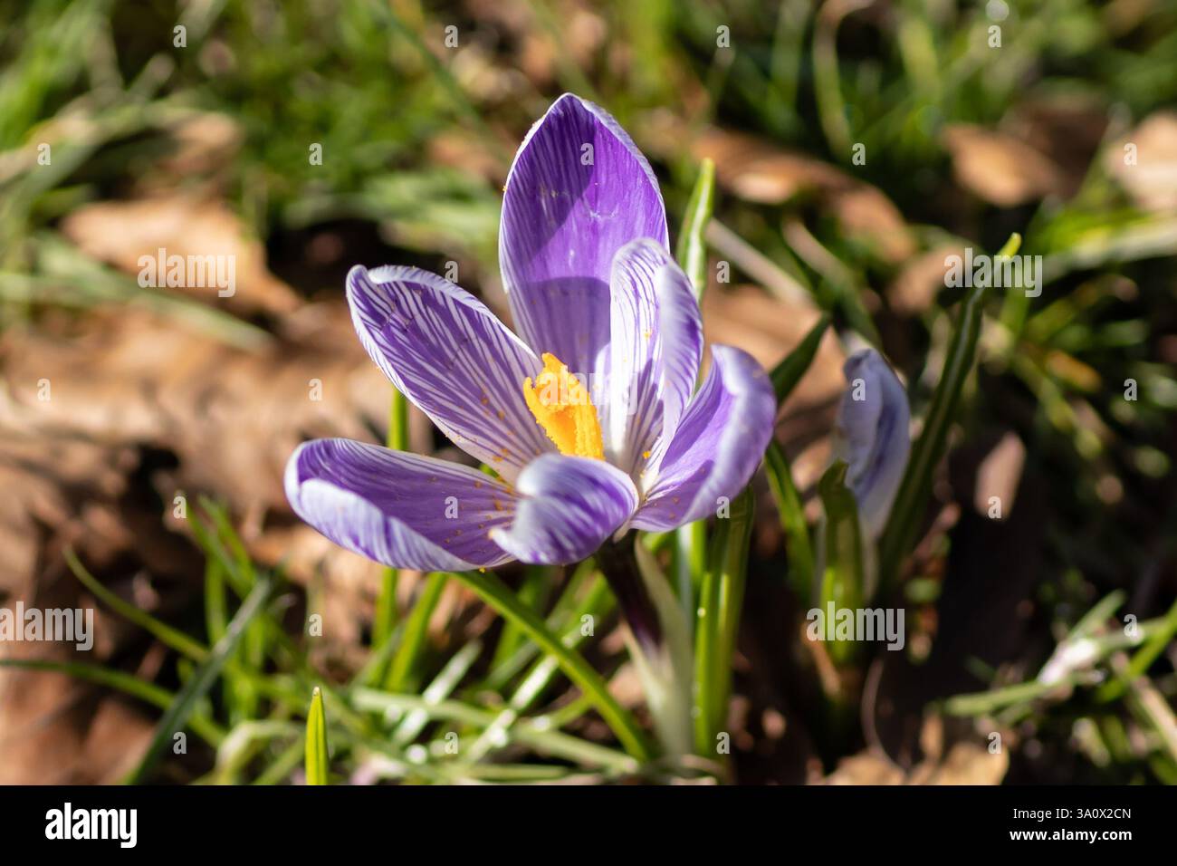 Crocus célibataire d'en haut Banque D'Images
