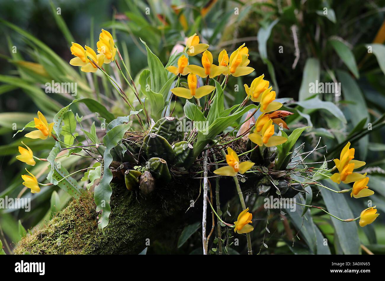 Lycaste parfumée douce, Lycaste aromatica, Orchidaceae. Amérique centrale. Lycaste aromatica est une orchidée épiphyte. Banque D'Images