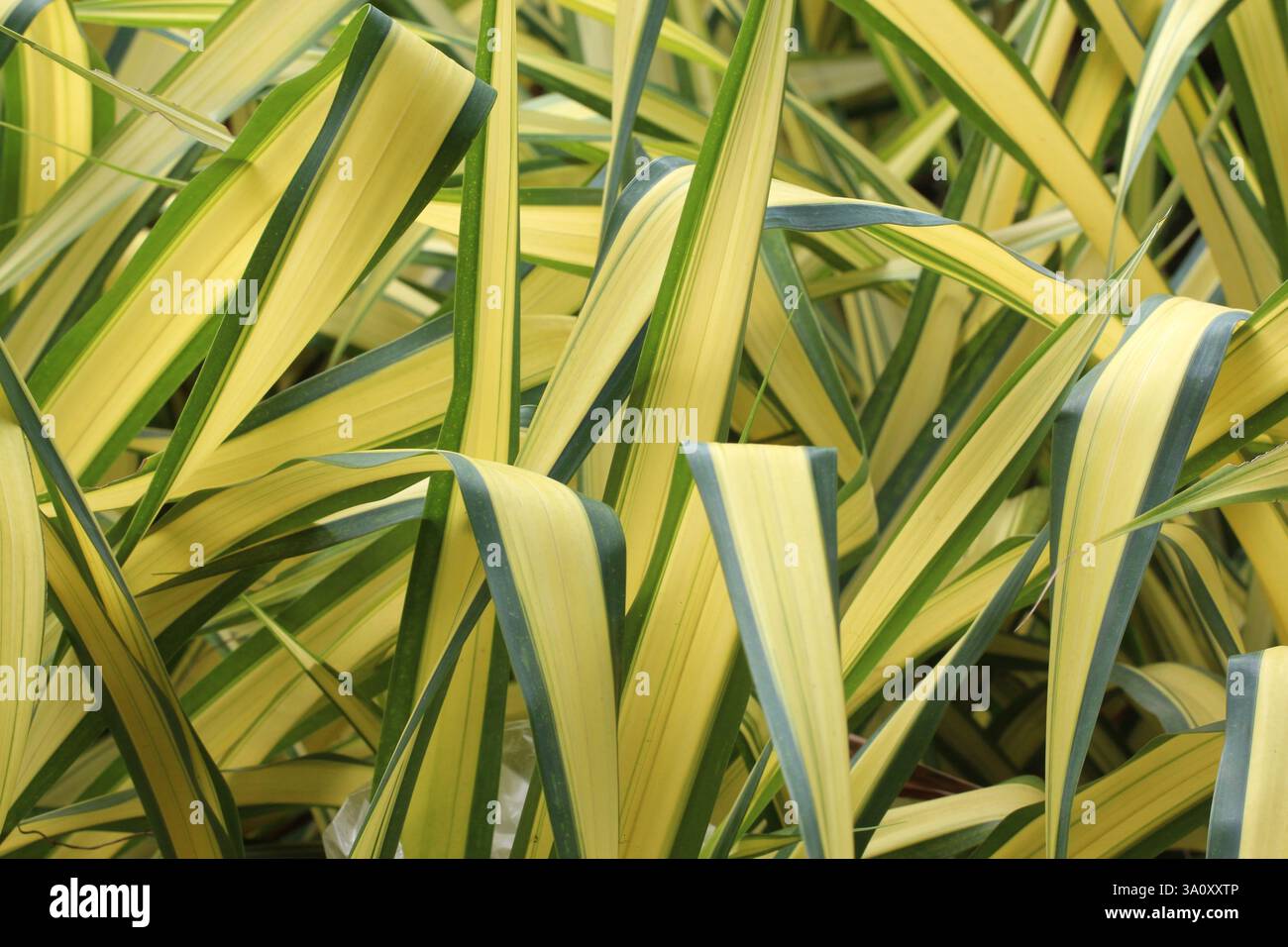 Blue Screw Pine ou White Stripe Pandanus dans le jardin, la photographie comme fond naturel pour la conception de votre événement en toile de fond. Banque D'Images
