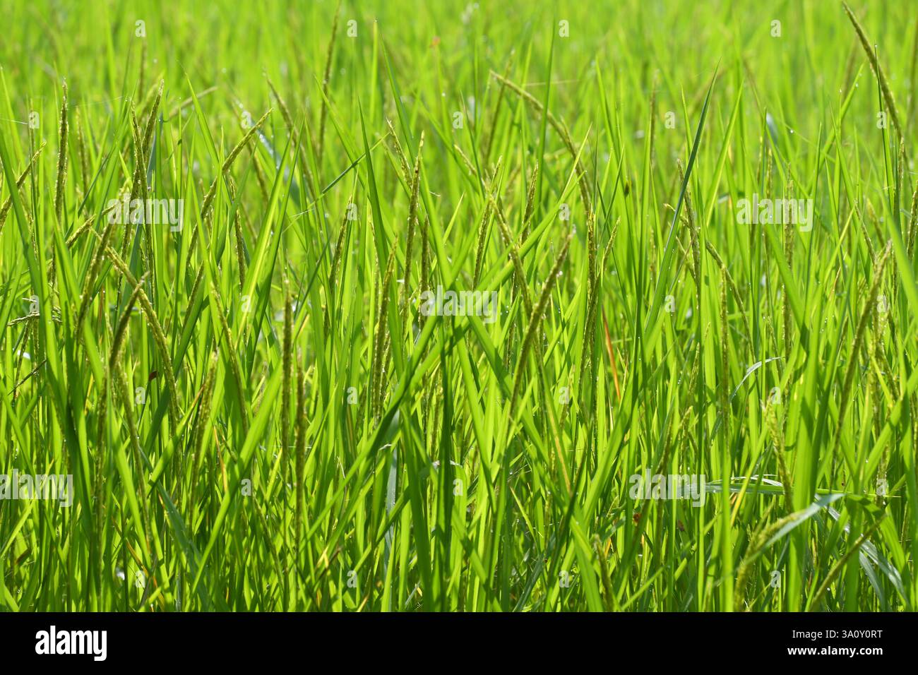 Les plants de riz vert sont sur le point de germer des oreilles, après quoi ils se transformeront en grains de riz dorés. Banque D'Images