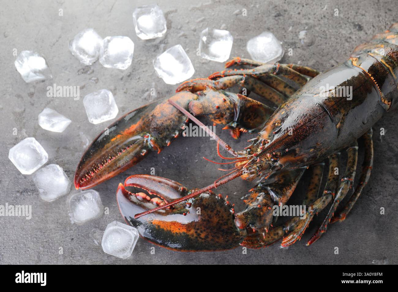 Gros homard plat Banque de photographies et d’images à haute résolution ...