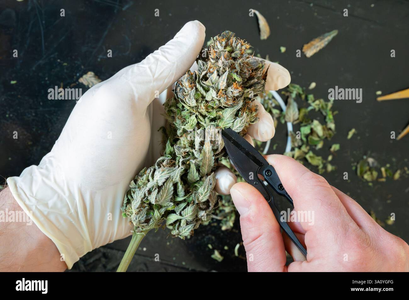 Tailler un gros plan sur une tête de cannabis. Garniture sèche de la partie de la fleur et enlever les feuilles avec des cisailles. Couper le feuillage extérieur indésirable pour augmenter le médicament. Banque D'Images