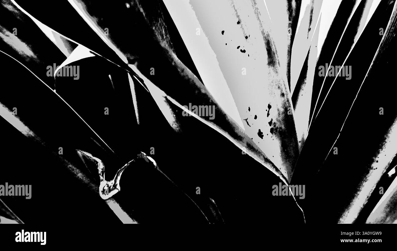 Nature abstraite, fleurs de lis à contraste élevé feuilles prises sur fond naturel sombre. Image de stock de nature en noir et blanc, Howrah, Bengale occidental. Banque D'Images