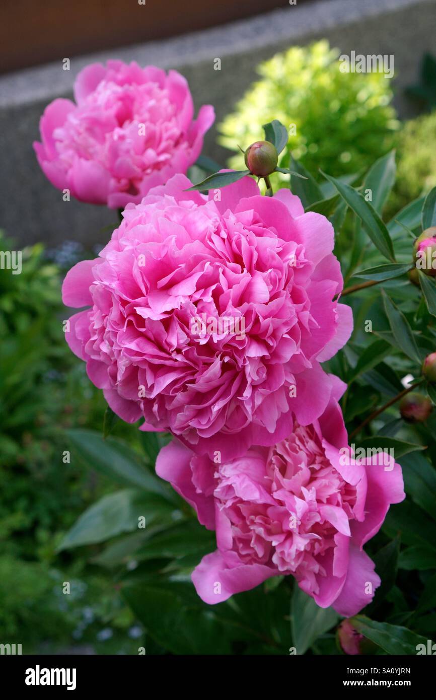Gros plan d'une grande fleur de pivoine rose qui fleurit au printemps et dans les bourgeons Banque D'Images