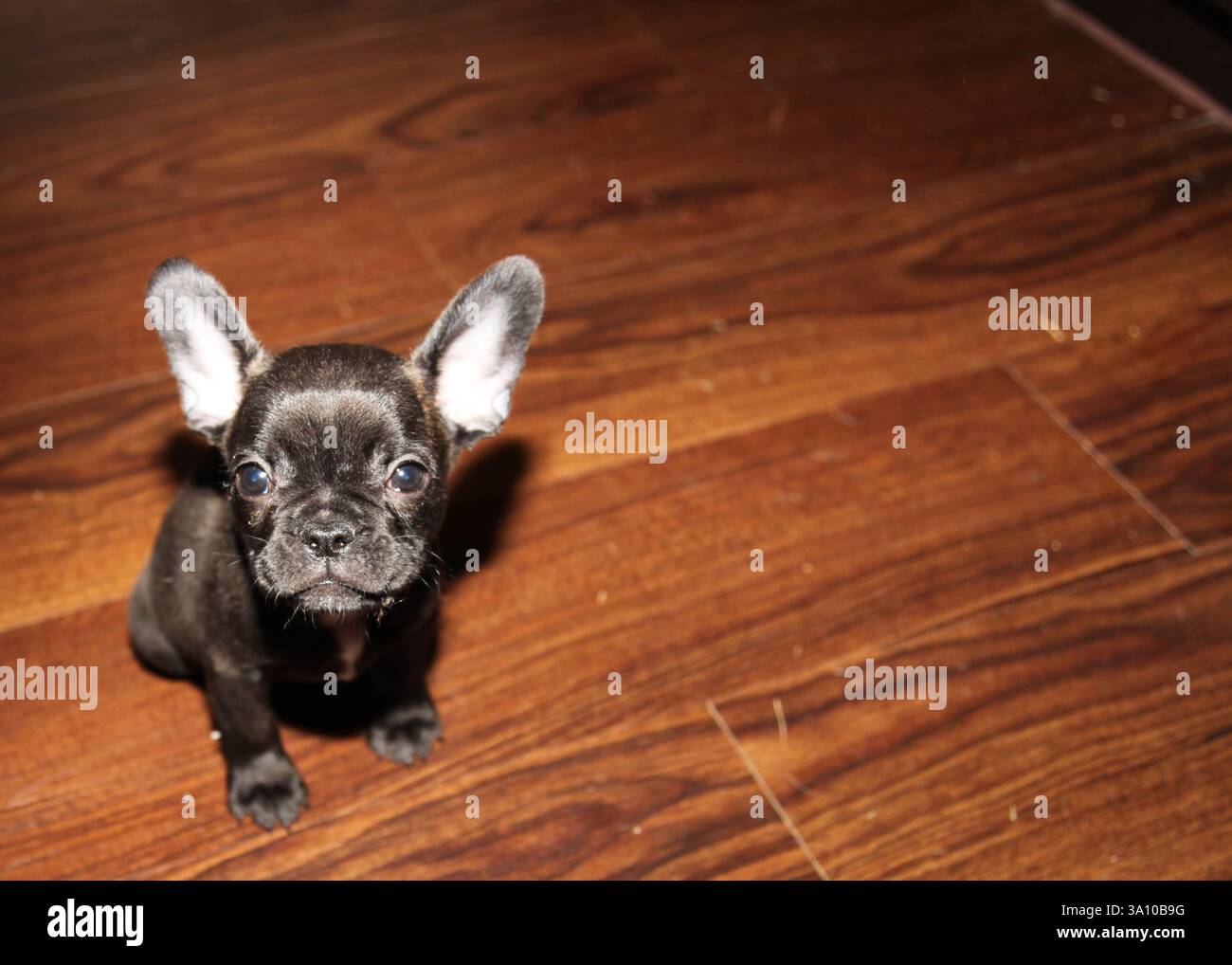 Chiot bouledogue français, bringé avec de grandes oreilles Banque D'Images