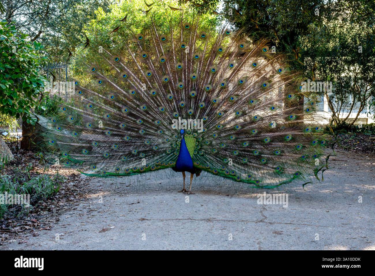 Beau paon montrant ses plumes dans un parc. Perle indienne Banque D'Images