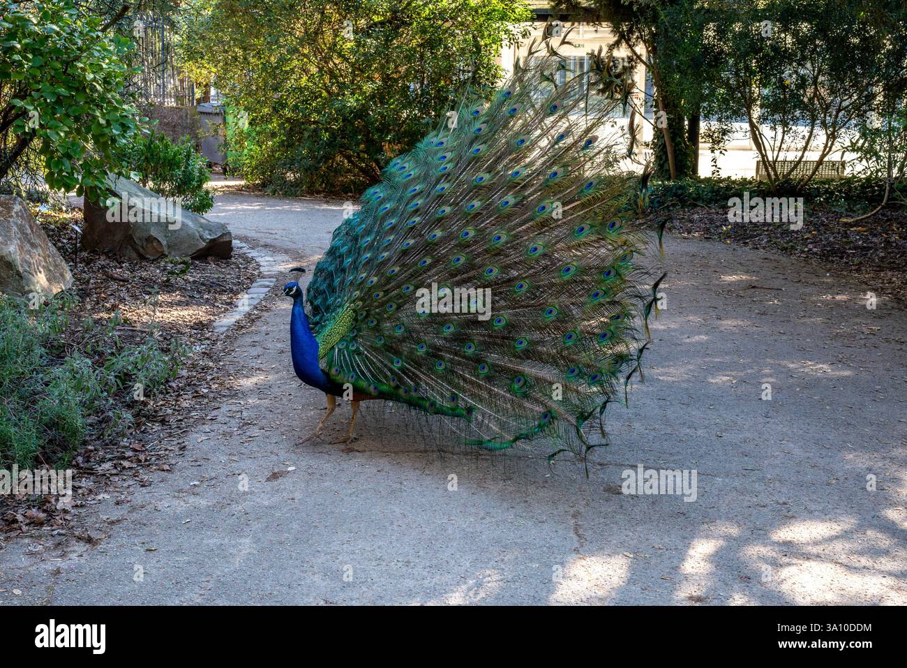 Un beau paon bougeant ses plumes. Perle indienne étalant ses plumes Banque D'Images