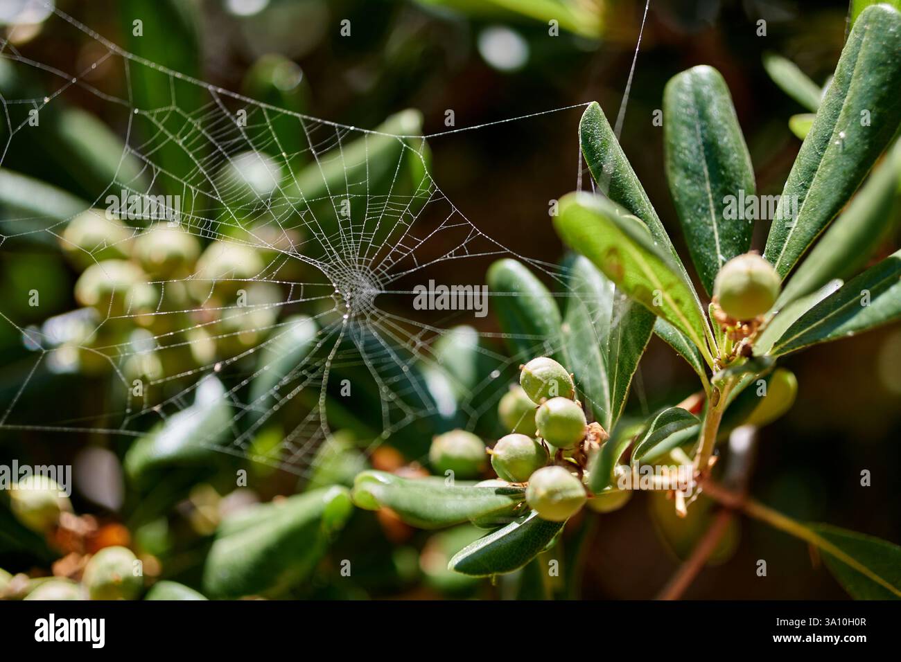 Un gros plan d'une toile d'araignée entre des plants de fromages japonais Banque D'Images