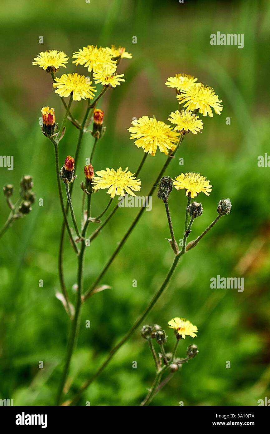 Une aubaine jaune éclatante se dresse au milieu d'un paysage verdoyant d'herbe et de plantes Banque D'Images