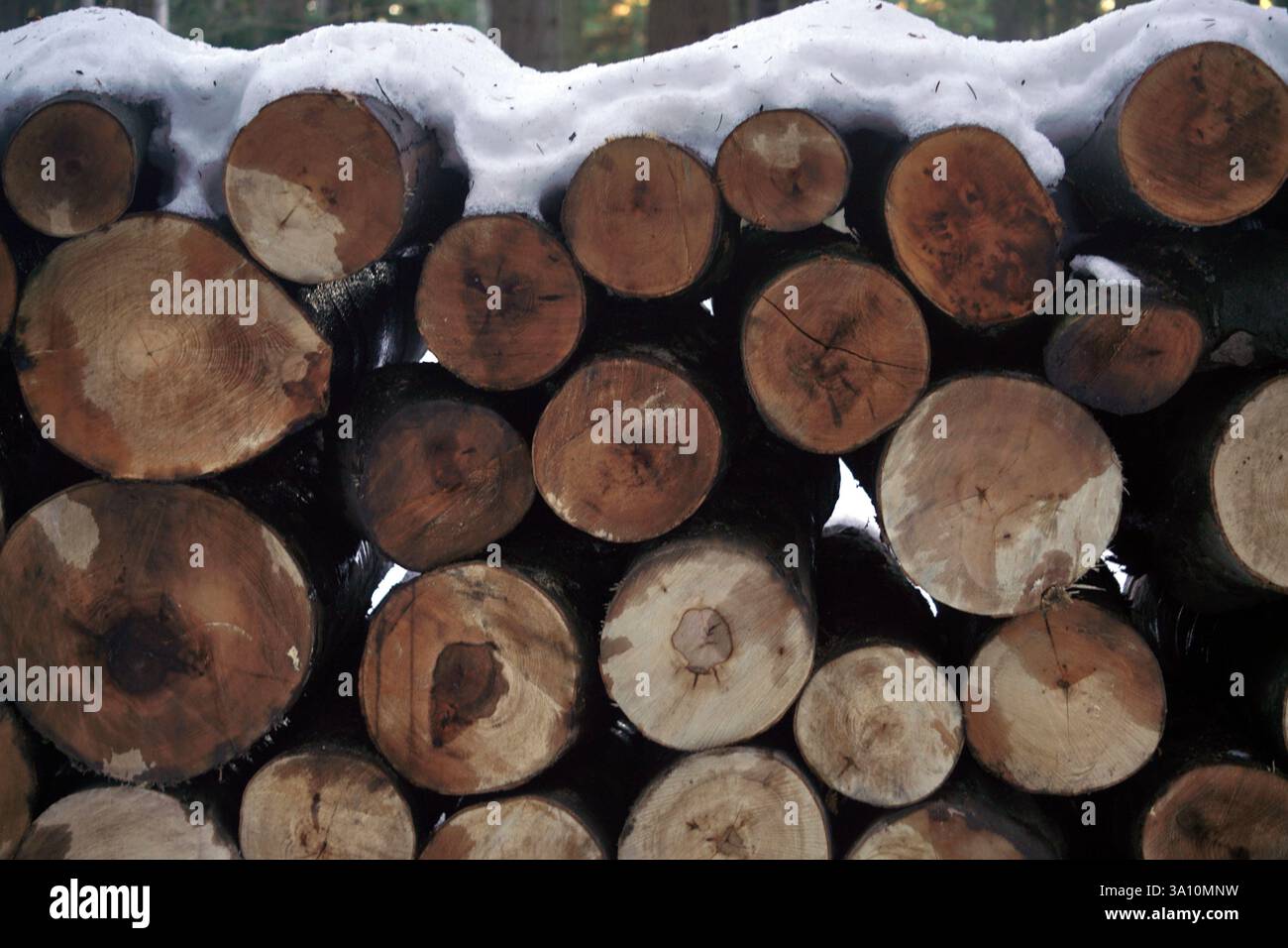 Bois abattu ou souche d'arbre sous la neige, couper le bois naturel Banque D'Images
