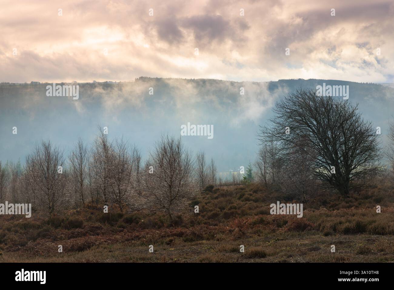 Nuages bas et lumière du soleil matinal, forêt de Hamsterley, comté de Durham, Angleterre, Royaume-Uni. Banque D'Images