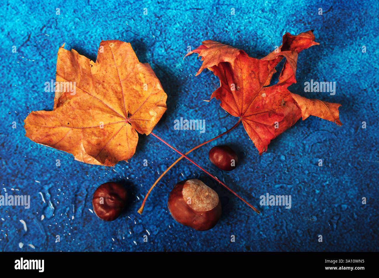 Deux feuilles d'érable de couleur vive et trois châtaignes dans un arrangement plat sur une surface bleue humide. Banque D'Images
