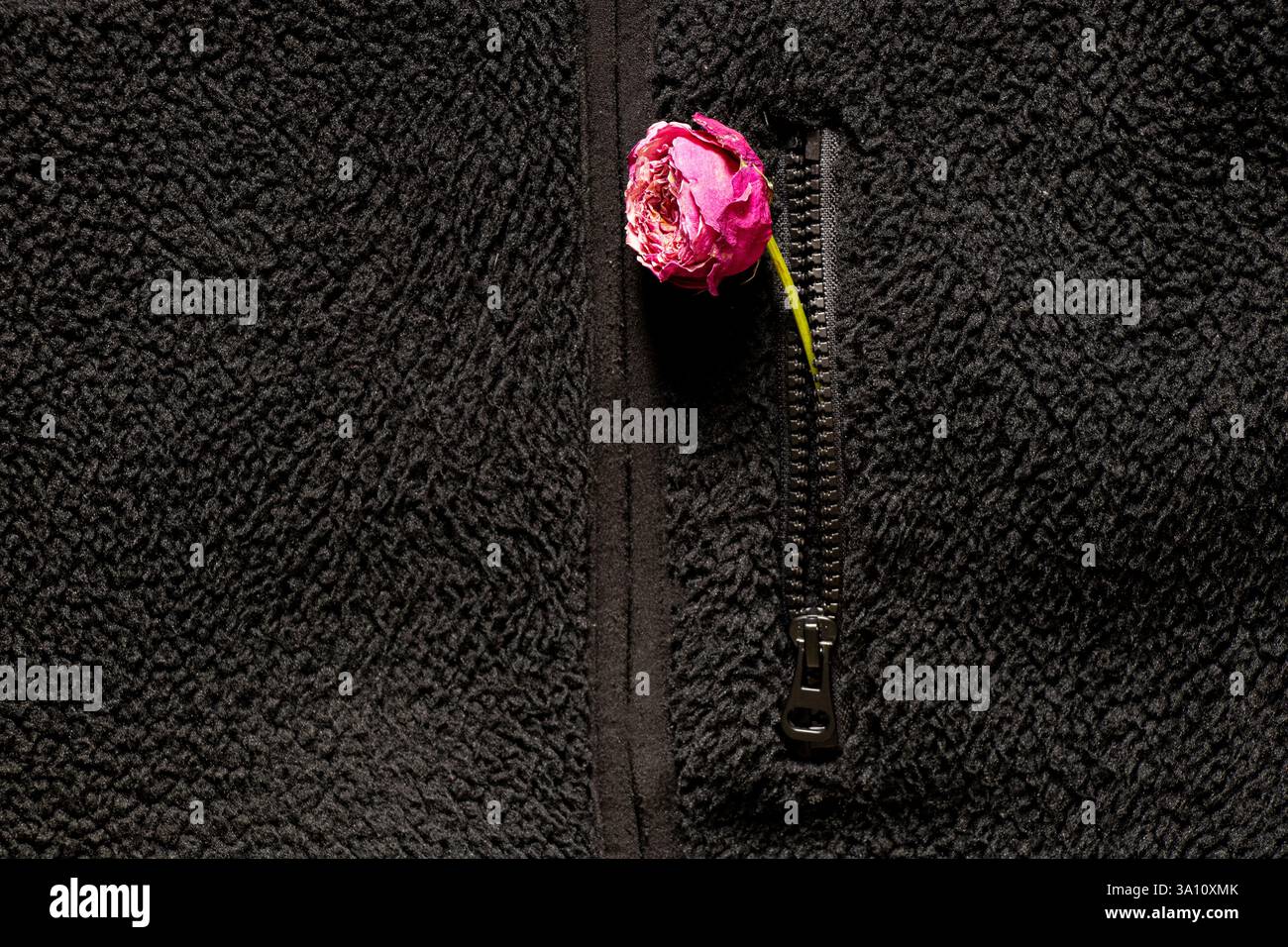Une rose rose rose sèche sort de la poche d'une veste noire, fleur sèche, romance Banque D'Images