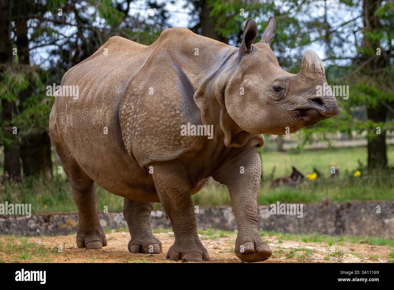 Le rhinocéros indien, grand rhinocéros à une corne (Rhinoceros unicornis) Banque D'Images