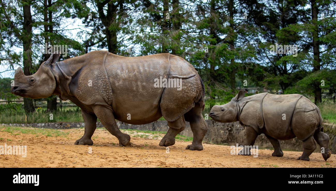 Grand rhinocéros à une corne et son veau marchant ensemble dans un habitat naturel pendant la journée entouré d'arbres, Rhinoceros unicornis Banque D'Images