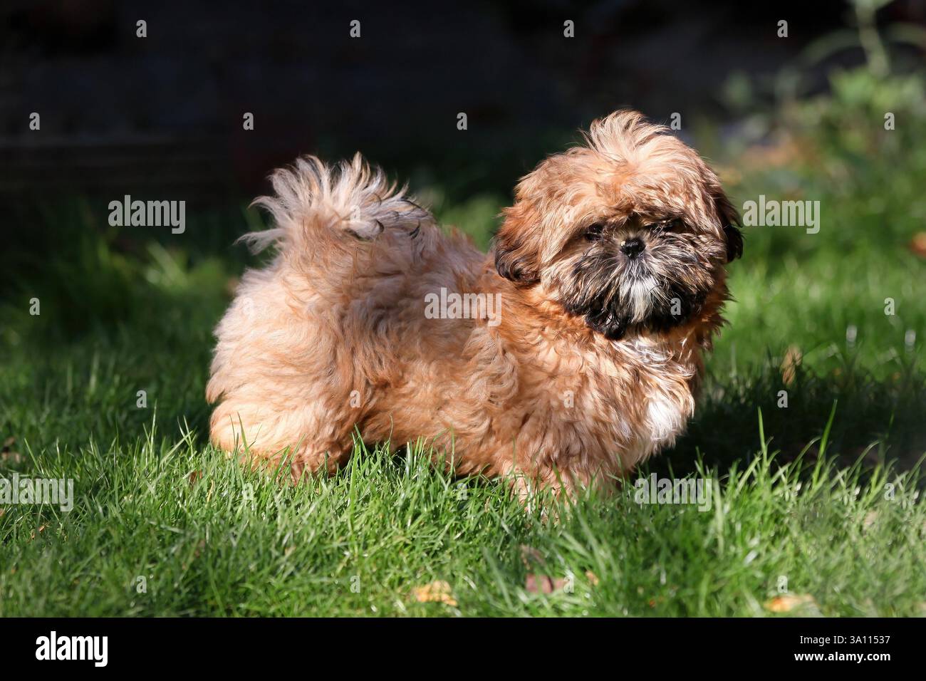 Mignon, moelleux petit chiot Shih Tzu debout sur l'herbe Banque D'Images