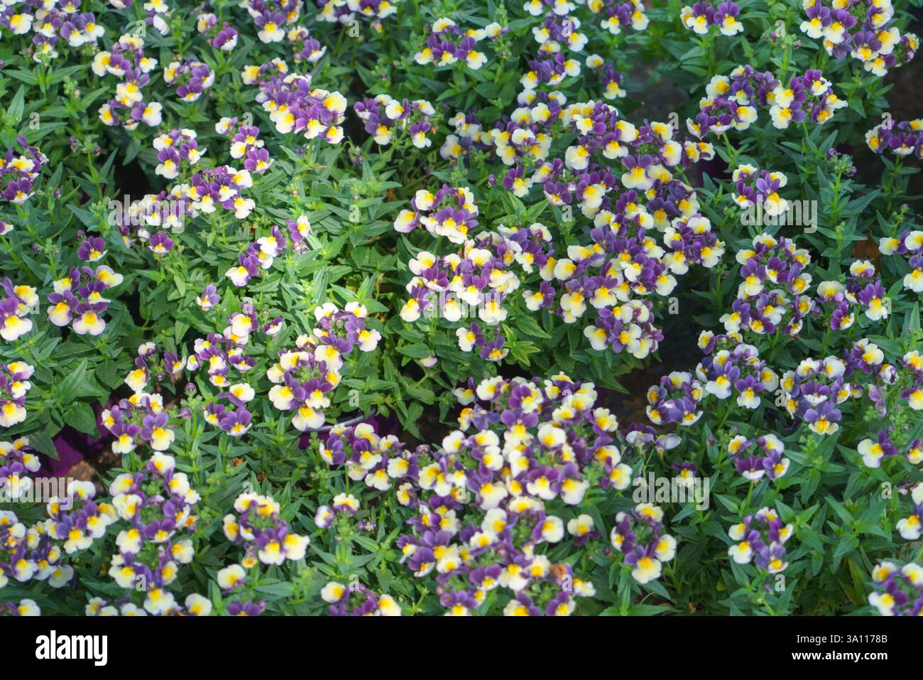 Un gros plan de fleurs Némésia vibrantes avec des pétales violets et jaunes, créant une masse joyeuse de couleurs. Banque D'Images