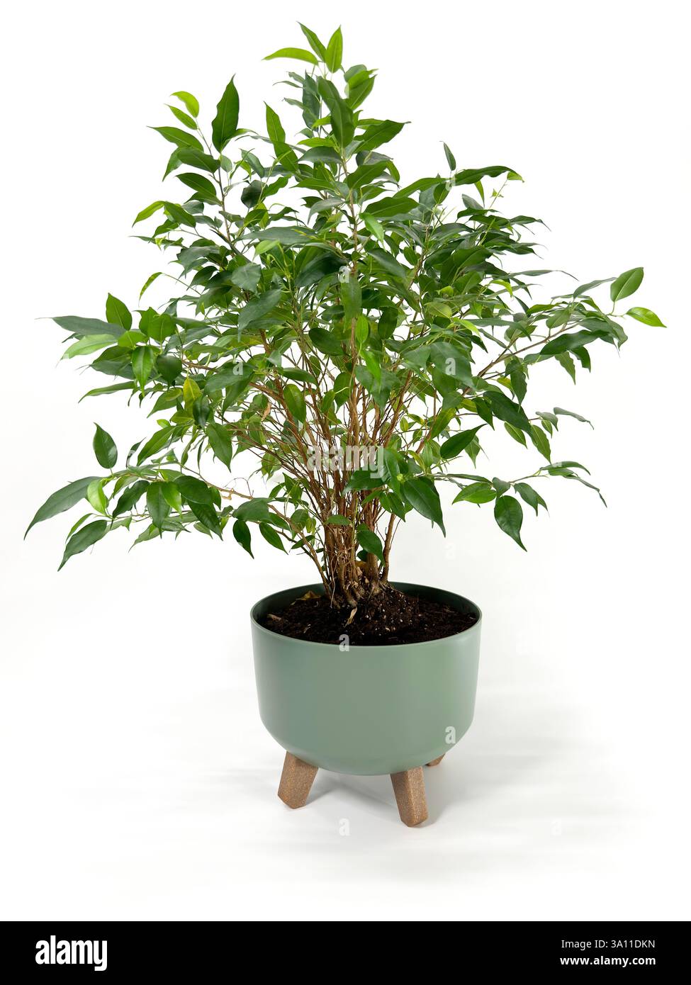 Cette image captivante met en valeur une plante verte luxuriante en pot sur un fond blanc. Les nombreuses feuilles vertes de la plante créent une application complète et saine Banque D'Images