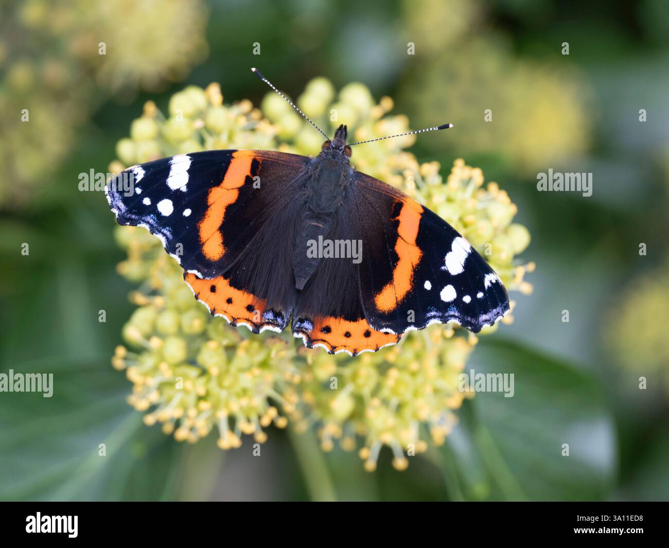 Red Admiral Butterfly (Vanessa atalanta) se nourrissant de fleurs de lierre (Hedera Helix), automne, Kent UK, le nectar de lierre est une source de nourriture essentielle pour les insectes Banque D'Images
