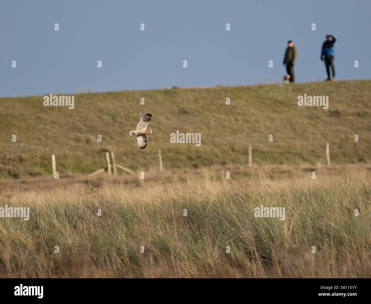 Hibou à oreilles courtes (Asio flammeus) Sandwich Bay, Kent, Royaume-Uni, en vol, avec des gens regardant, état de conservation Ambre, migrant hivernal Banque D'Images