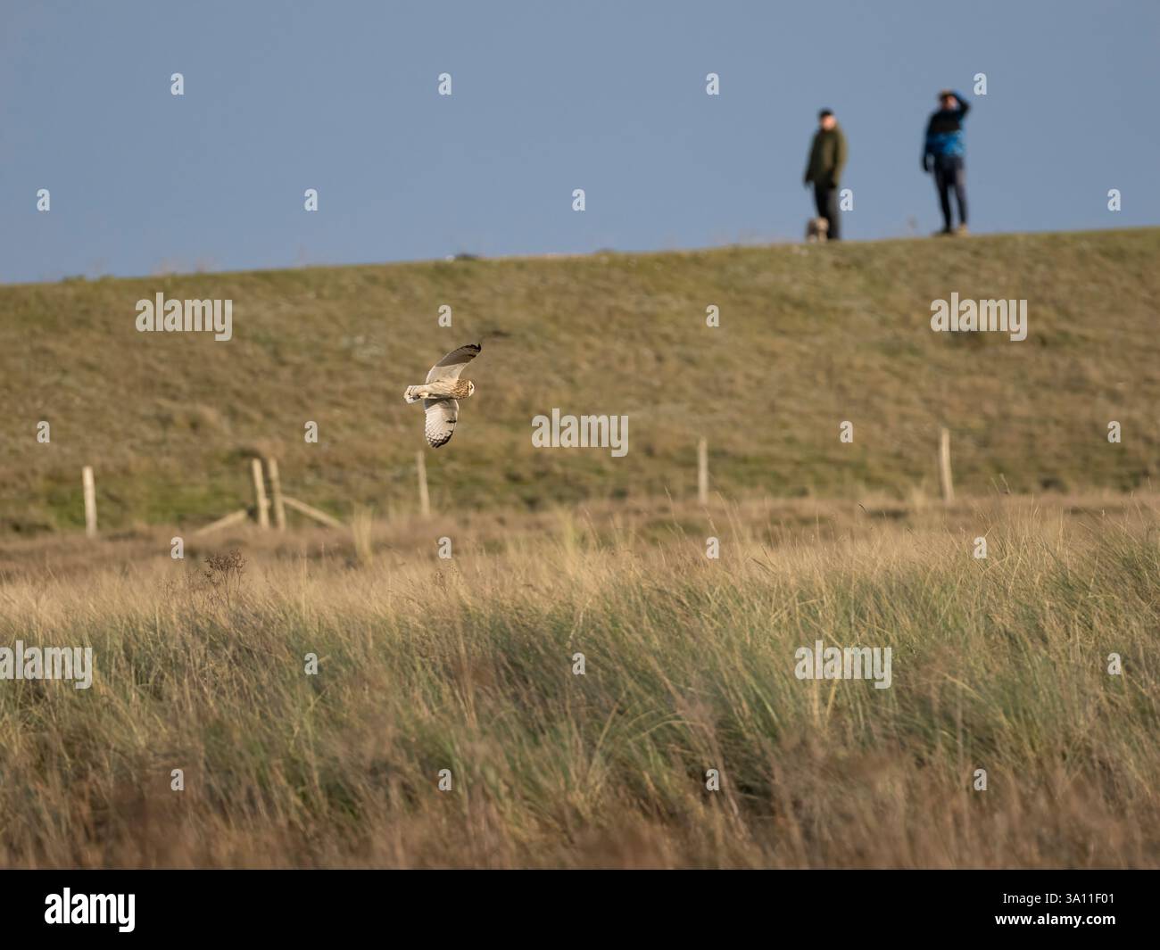 Hibou à oreilles courtes (Asio flammeus) Sandwich Bay, Kent, Royaume-Uni, en vol, avec des gens regardant, état de conservation Ambre, migrant hivernal Banque D'Images
