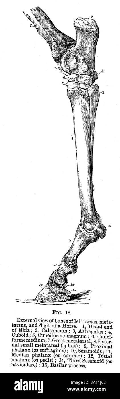 Vue externe des os du tarse gauche, du métatarse et du doigt d'un cheval. 1, extrémité distale du tibia ; 2, calcanéum ; 3, astragale ; 4, cuboïde ; 5, magnum cunéiforme ; 6, Cuneiformemedium ; 7, grand métatarsien ; 8, petit métatarsien externe (attelle) ; 9, phalange proximale (os suffraginis) ; 10, sésamoïdes ; 11, phalange médiane (os coronse) ; 12, phalange distale (os pedis) ; 14, troisième sésamoïde (os naviculare) ; 15, apophyse basilaire. Extrait de l'anatomie vétérinaire de Strangeways par Vaughan, I ; Strangeways, Thomas, 1824-1869; Royal College of Physicians of Edinburgh publié en 1879 Banque D'Images