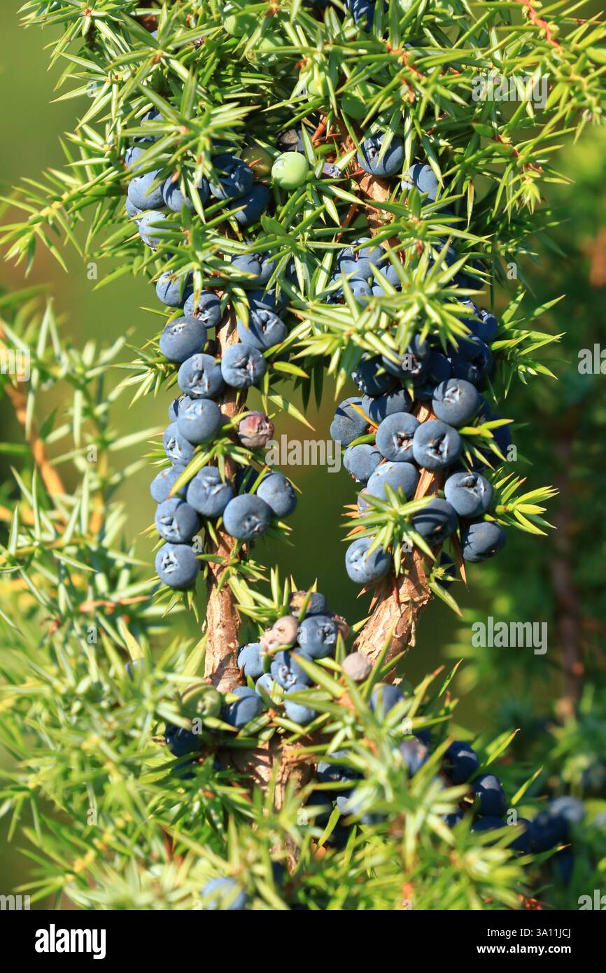 Baies de genièvre sur l'arbre, fruits juteux frais, le gradient principal de boisson de gin Banque D'Images
