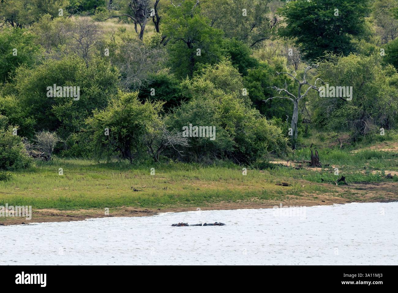 Hippopotames nageant dans l'eau. Safari en Afrique du Sud. La famille des hippopotames se baigne dans un lac dans le parc national Kruger. Animaux dans la nature sauvage Banque D'Images