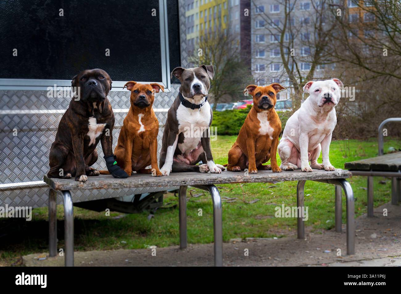 Cinq chiens de couleurs différentes assis sur un banc regardant dans la lentille Banque D'Images