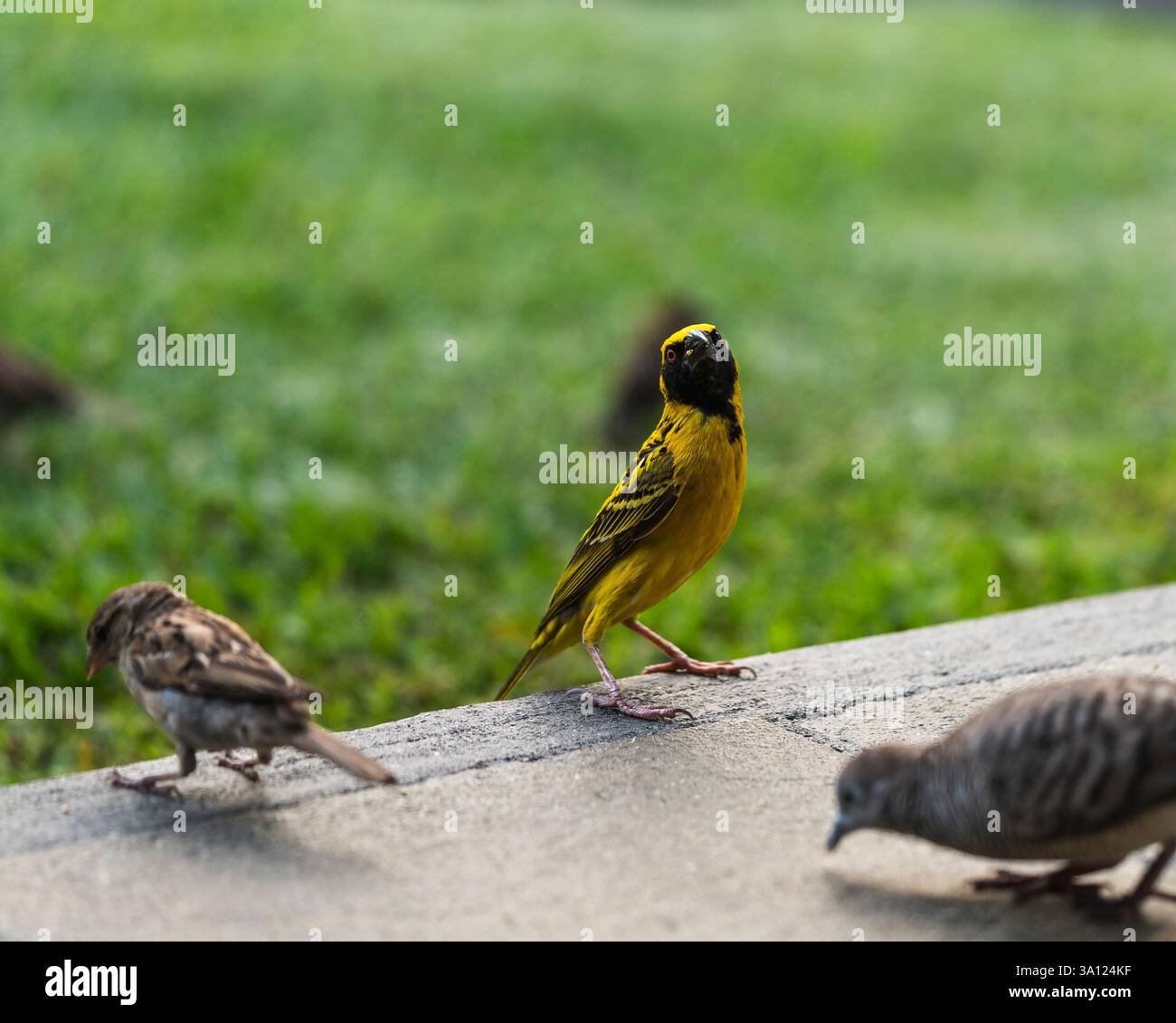 Oiseaux et faune sauvage à Maurice – Une riche diversité d’espèces insulaires Banque D'Images