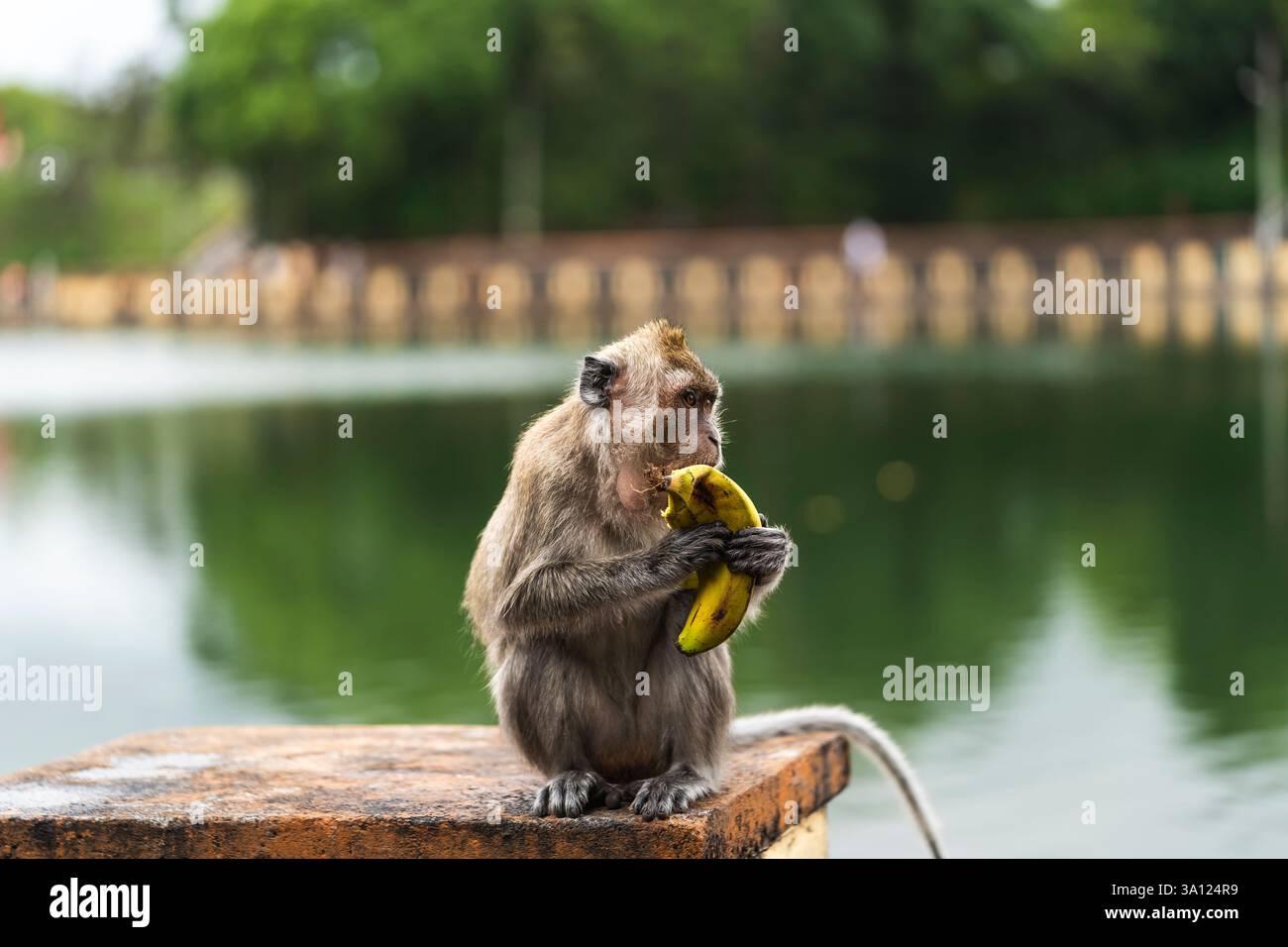 Singes à Maurice – primates ludiques dans leur habitat naturel Banque D'Images