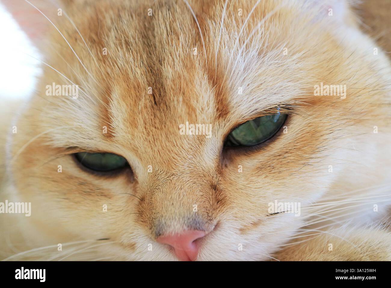 Gros plan d'un adorable Sleepy Golden Shaded British Shorthair Cat Banque D'Images