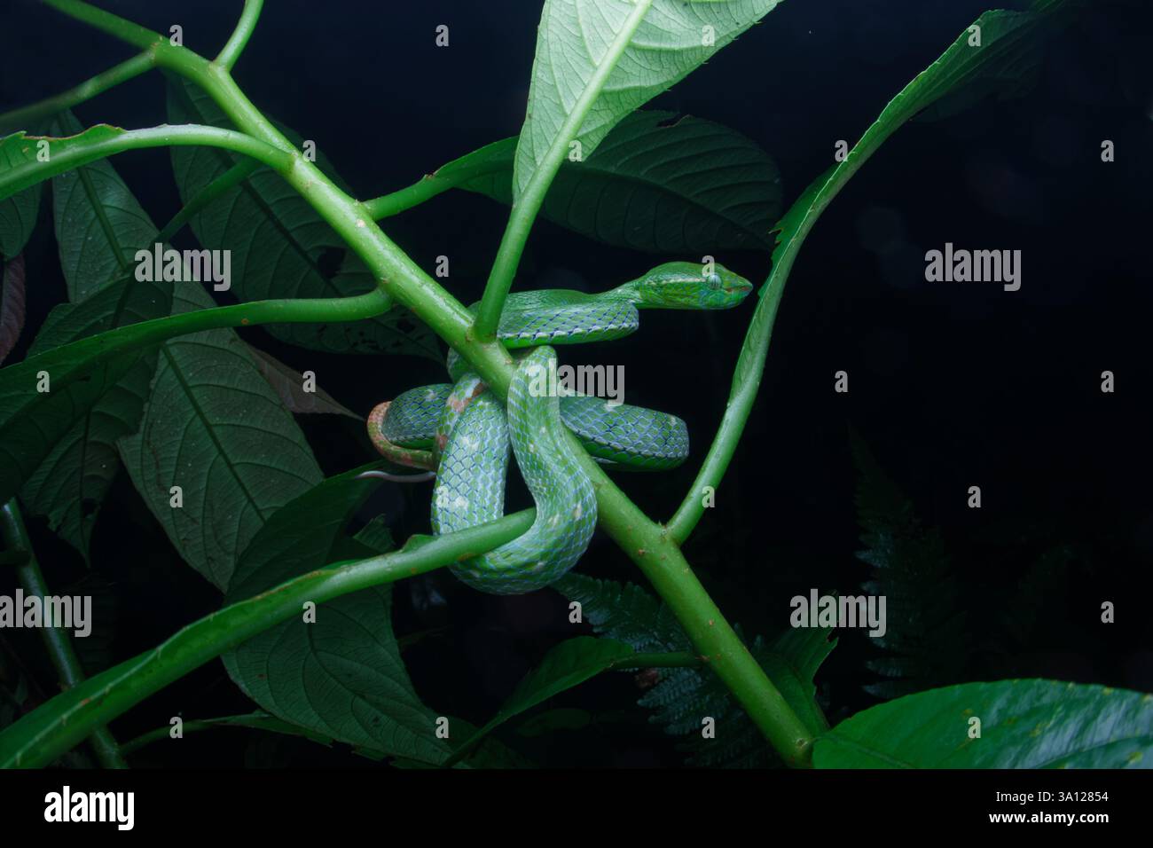 Vipère de Pit de Hagen (Trimeresurus hageni) sur branche verte Banque D'Images