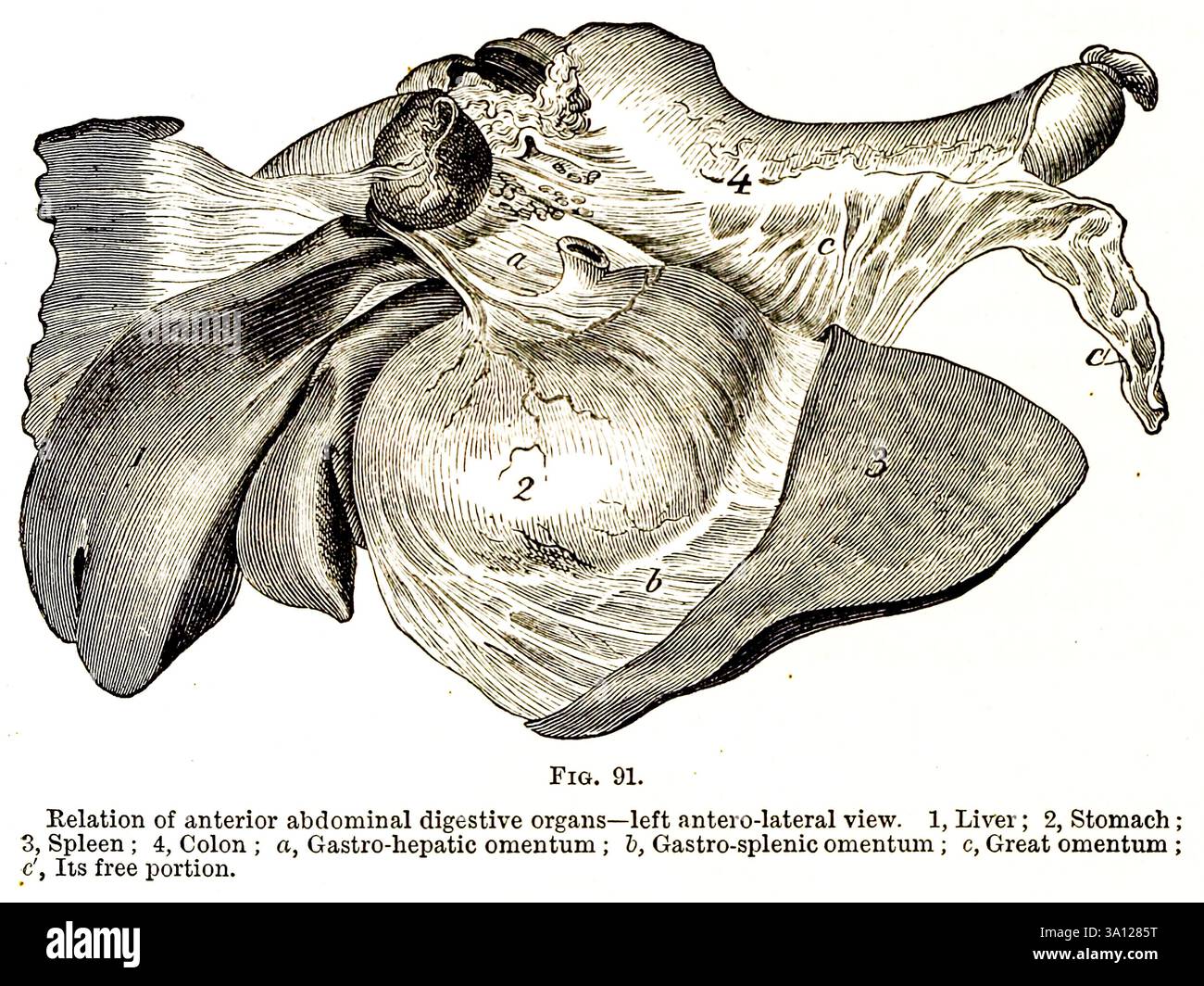 Relation des organes digestifs abdominaux antérieurs— vue antéro-latérale gauche. 1, foie ; 2, estomac ; 3, rate ; 4, côlon ; a, épiploon gastro-hépatique ; h, épiploon gastro-splénique ; c, grand épiploon ; c', portion sans lis. Extrait de l'anatomie vétérinaire de Strangeways par Vaughan, I ; Strangeways, Thomas, 1824-1869; Royal College of Physicians of Edinburgh publié en 1879 Banque D'Images