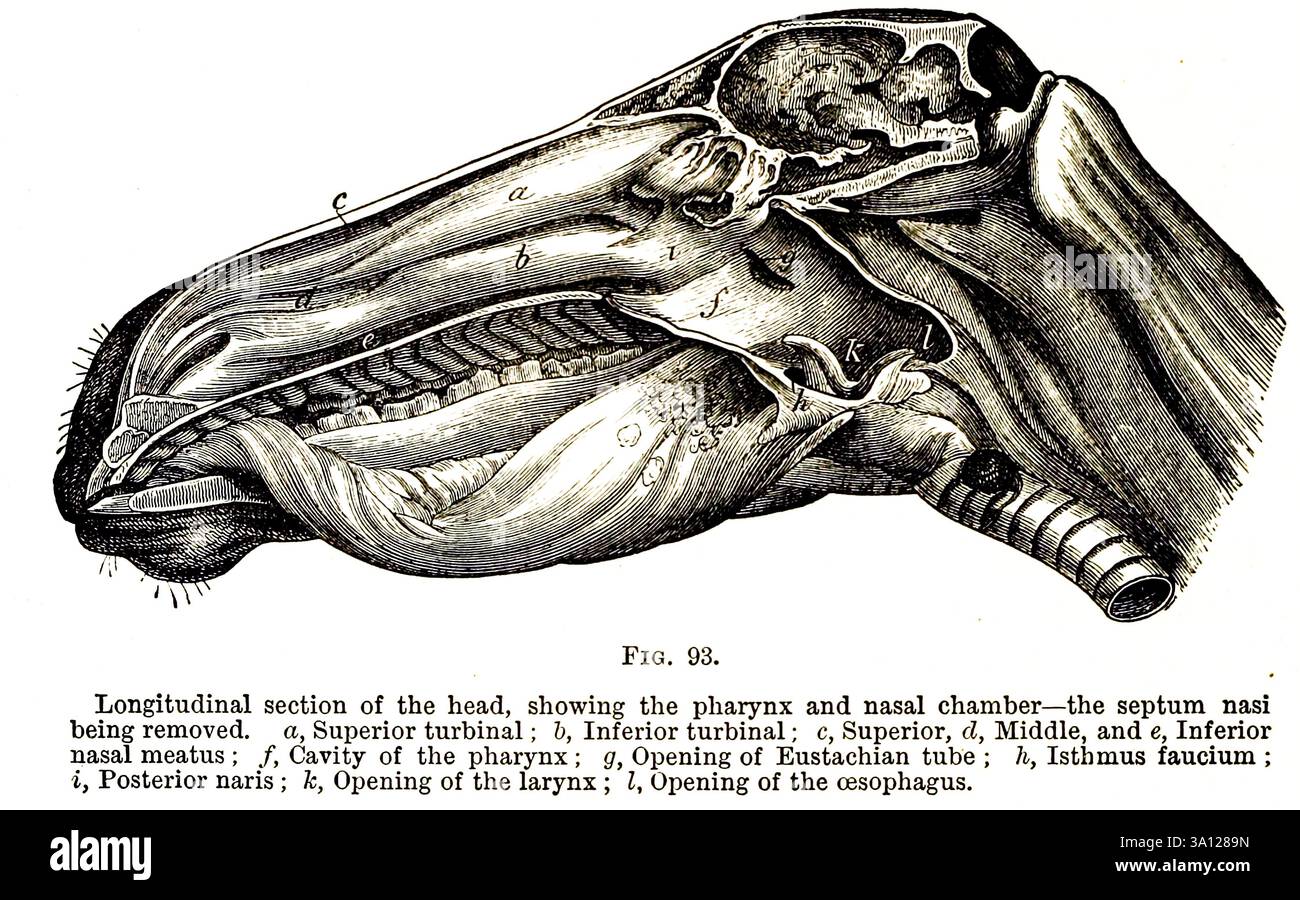 Coupe longitudinale de la tête, montrant le pharynx et la chambre nasale — le septum nasal étant enlevé, a, turbinal supérieur ; b, turbinal inférieur ; c, supérieur, cl, moyen et e, méat nasal inférieur ; /, cavité du pharynx ; g, ouverture de la trompe d'Eustache ; h, Isthmus faucium ; i, naris postérieur ; k, ouverture du larynx ; I, ouverture de l'œsophage. Extrait de l'anatomie vétérinaire de Strangeways par Vaughan, I ; Strangeways, Thomas, 1824-1869; Royal College of Physicians of Edinburgh publié en 1879 Banque D'Images