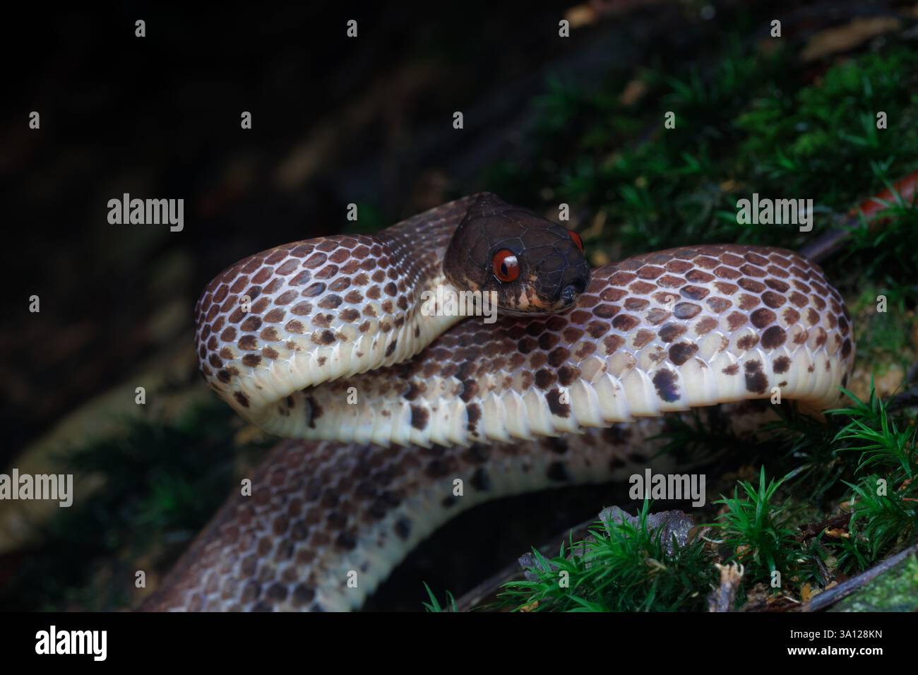 Serpent limace des montagnes (Asthenodipsas vertebralis) ou serpent limace vertébrale Banque D'Images