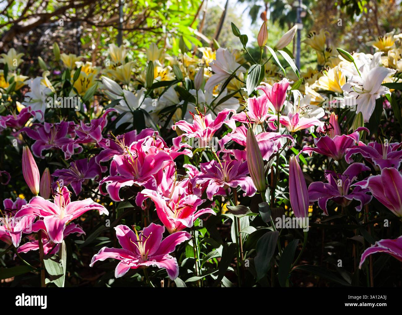 Lys roses. Beau fond floral. Festival des fleurs de Chiang mai. Banque D'Images