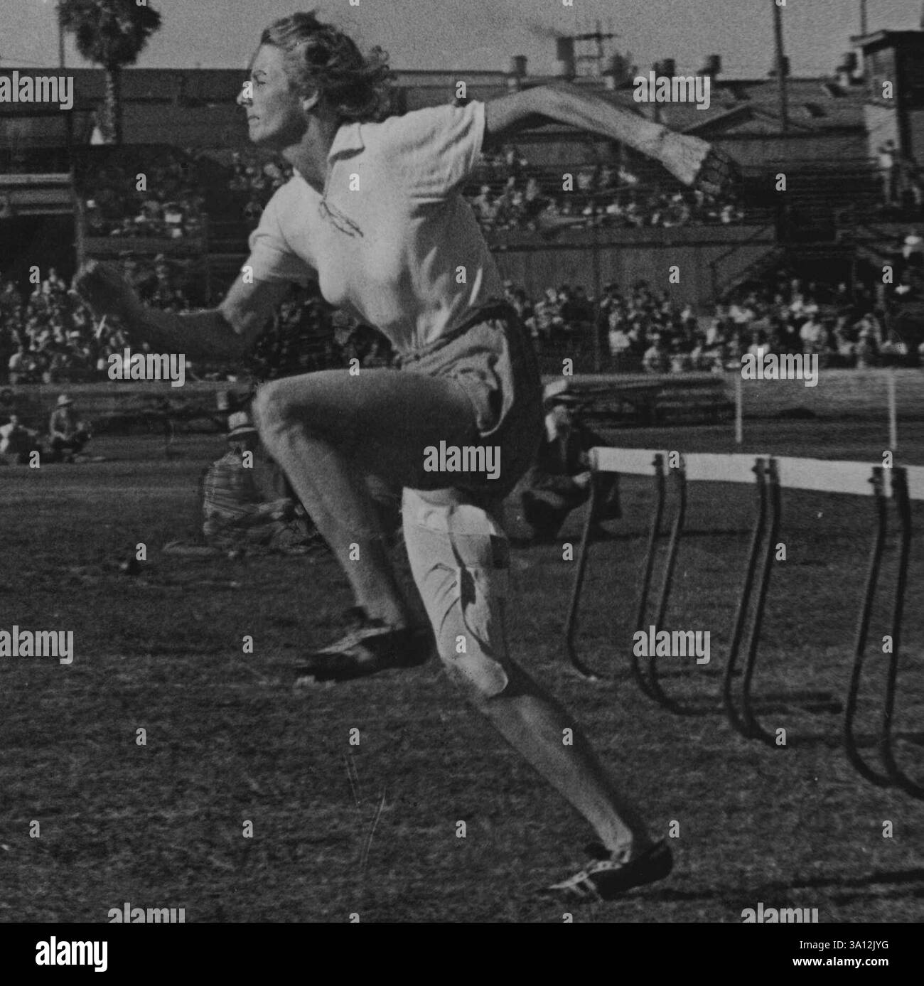 Avec une jambe bandée, Fanny Blankers-Koen court pour remporter le 80 mètres haies hier, en 11,4 sec, .2 en dehors de son effort olympique gagnant,. 4 en dehors du record du monde. Son temps établit un nouveau record australien. 06 février 1949. Banque D'Images