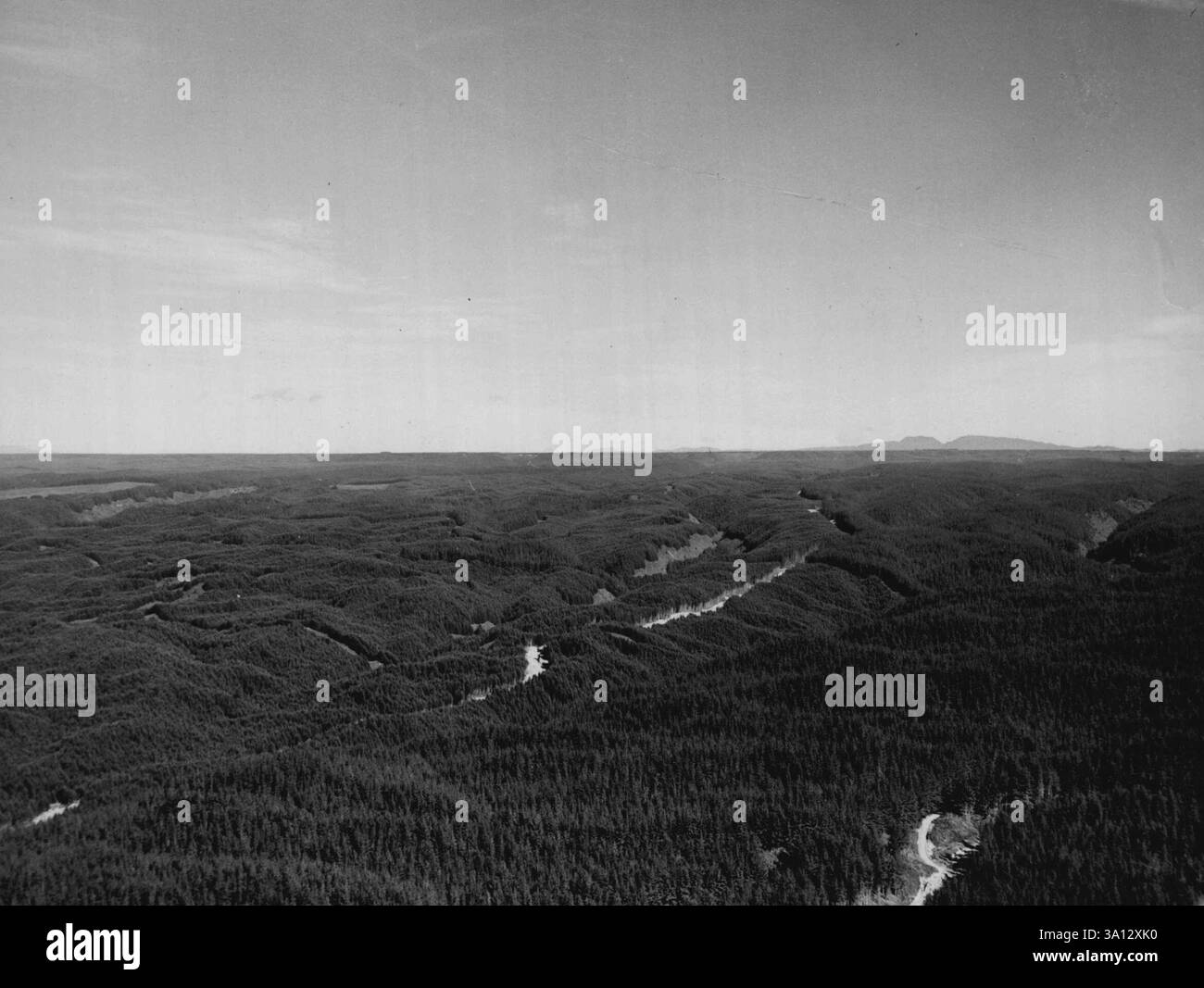 Pins à perte de vue : vue sud-ouest sur une partie de la forêt d'État de Kaingaroa de 200 000 acres. Sur ces plaines ponces, le pin radiata pousse plus vite que partout ailleurs dans le monde. 1er décembre 1955. (Photo par National Publicity Studios). Banque D'Images